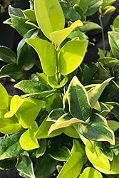 Ligustrum Japonicum Howardi - 1 Live Quart Size