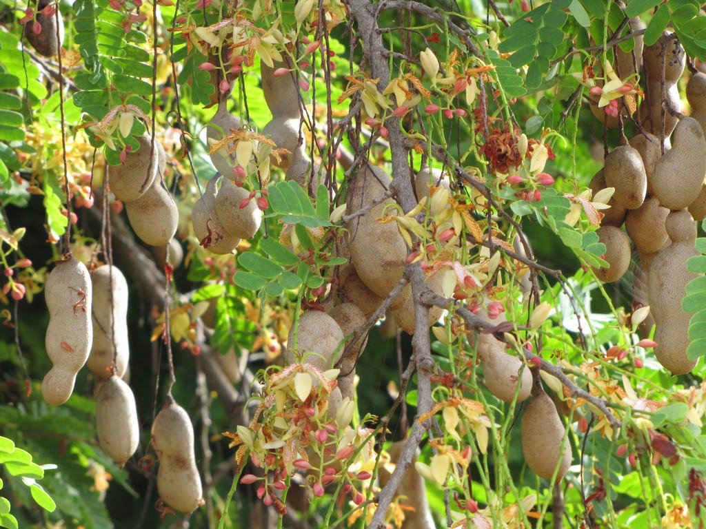 Tamarindo Tropical Semilla Bonsai Madera Frutos Comestibles 15 Semillas Tamarindus Indica Jardineria Educators Jardin Tamarindo Tropical Semilla Bonsai Madera Frutos Comestibles 15 Semillas Tamarindus Indica Jardineria Educators Jardin