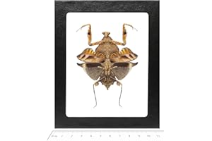 BicBugs Deroplatys lobata Female Real Framed Praying Mantis Dead Leaf