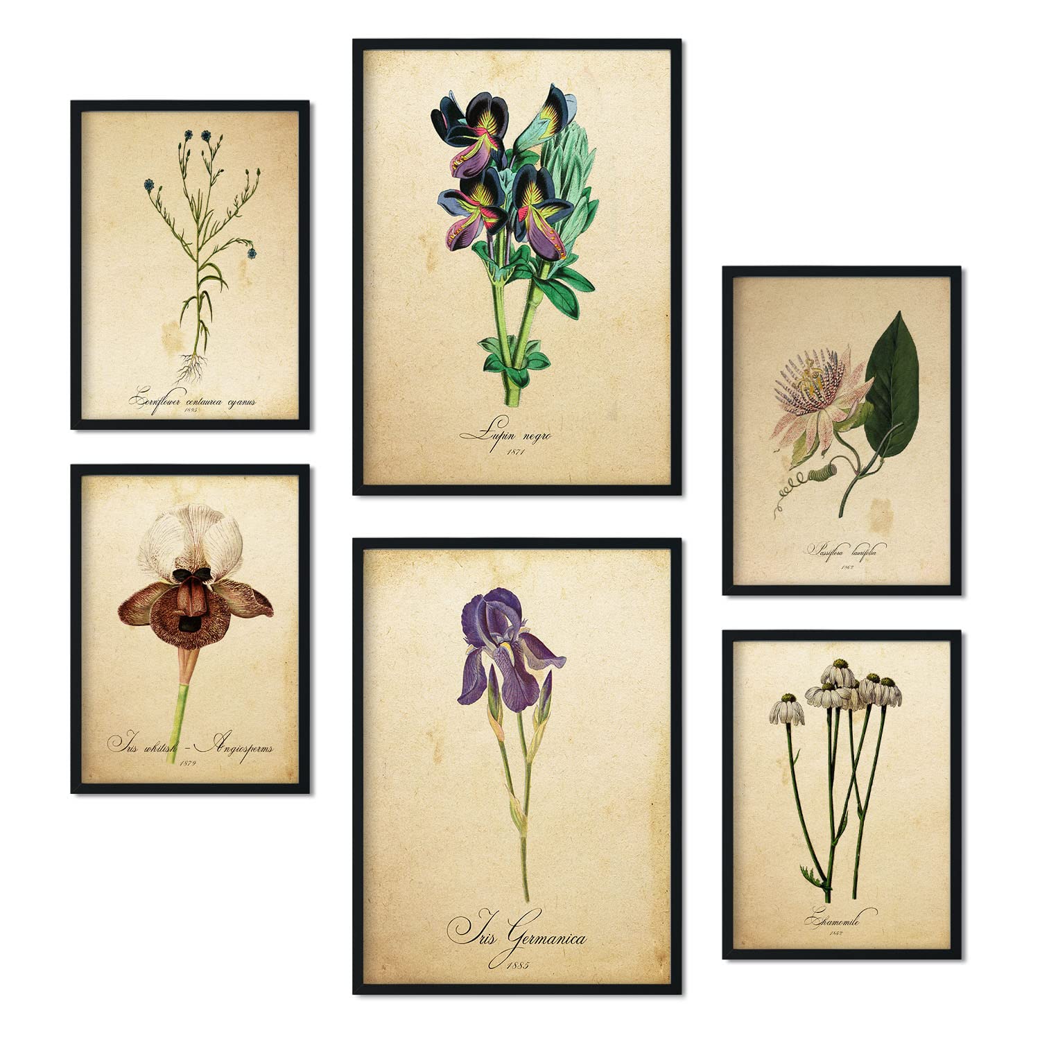 Nacnic Set of 6 Vintage flower posters. Collection of plates with aesthetic collage for interior decoration. Sizes A3 and A4. Frameless.