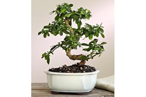 Brussel's Bonsai Live Fukien Tea Bonsai Tree - Large, 14 Year, 14 to 20 inches Tall - Indoor Bonsai Tree Live with Ceramic Bonsai Pot