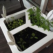 Huerto Urbano - Seed Box Huerto - Batlle: Amazon.es: Jardín