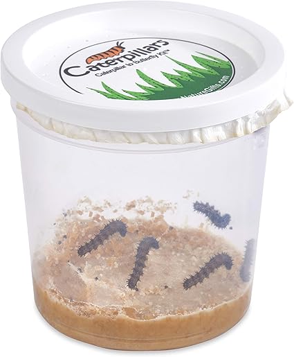 Amazon Com Nature Gift Store 5 Live Caterpillars Shipped Now Butterfly Kit Refill Only Toys Games