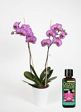 Growth Technology Orchid Focus Bloom 300ml Brown view 5