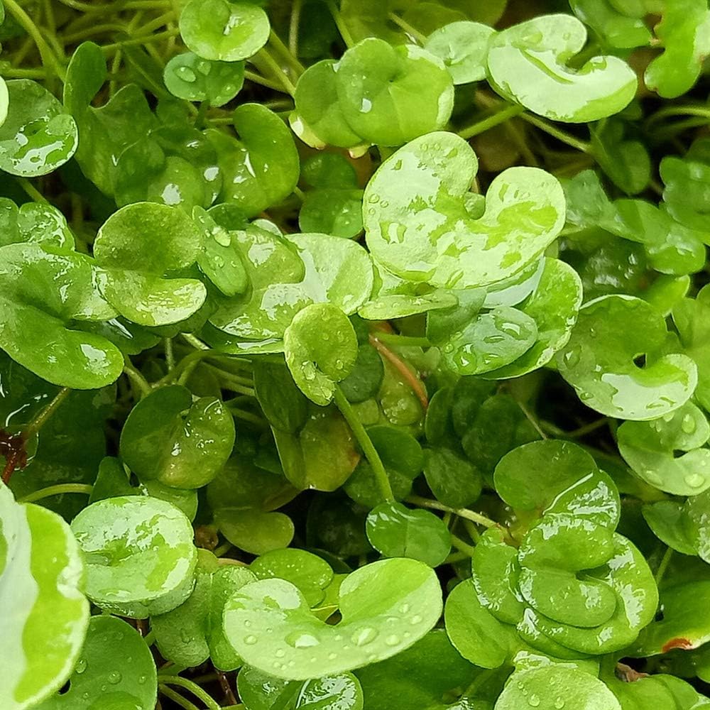 Aquarium Grass Plants Seeds,Aquatic Dichondra repens Forst Carpet Water Grass,Oxygenating Weed Live Pond Plant Seeds,Fish Aquatic Water Grass Decor,Easy to Plant Grow Maintain-10G - Image 5