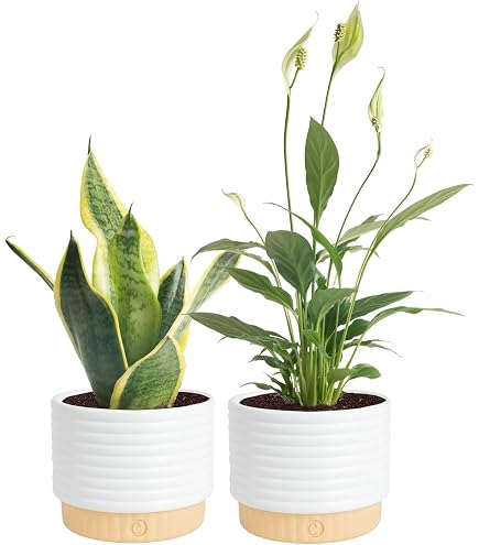 Amazon.com : Zen Peace Lily Plant - Spathiphyllium - Great House Plant - 4"  Pot : Patio, Lawn & Garden