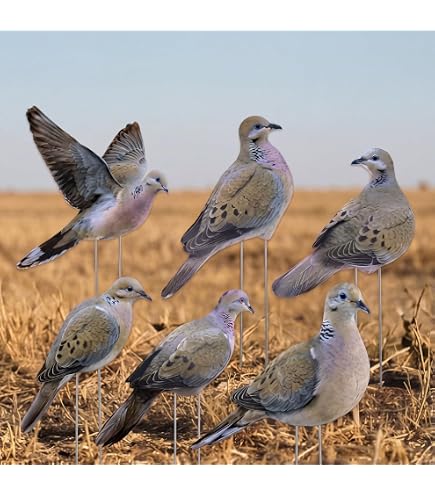 Amazon.com: Avian X Full Body Dove Decoys 6PK : Sports & Outdoors