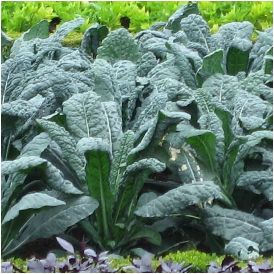PREMIER SEEDS DIRECT - Kale - Nero DI Toscana - Black Tuscan - 4.5 gm - Approx 1,020 Seeds, Black,Green, 7gm