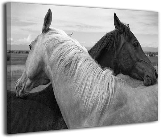 Amazon Com Arnold Glenn White Horse And Black Horse Canvas Wall
