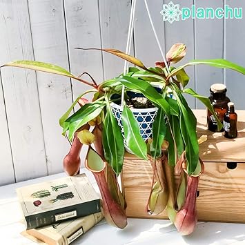 Amazon Co Jp 食虫植物 ウツボカズラ ネペンテス アラタ アカネ 5号吊り鉢 Nepenthes Alata 育て方説明書付き 狂氣令嬢 茜 アラータ Kitchen Housewares