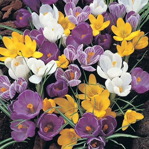 Humphreys Garden Crocus Croco Mixed X 100 Bulbs Bulbi Da Fiore Amazon It Giardino E Giardinaggio