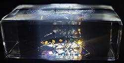 44mm Real Indonesian Tiger Beetle in Crystal Clear