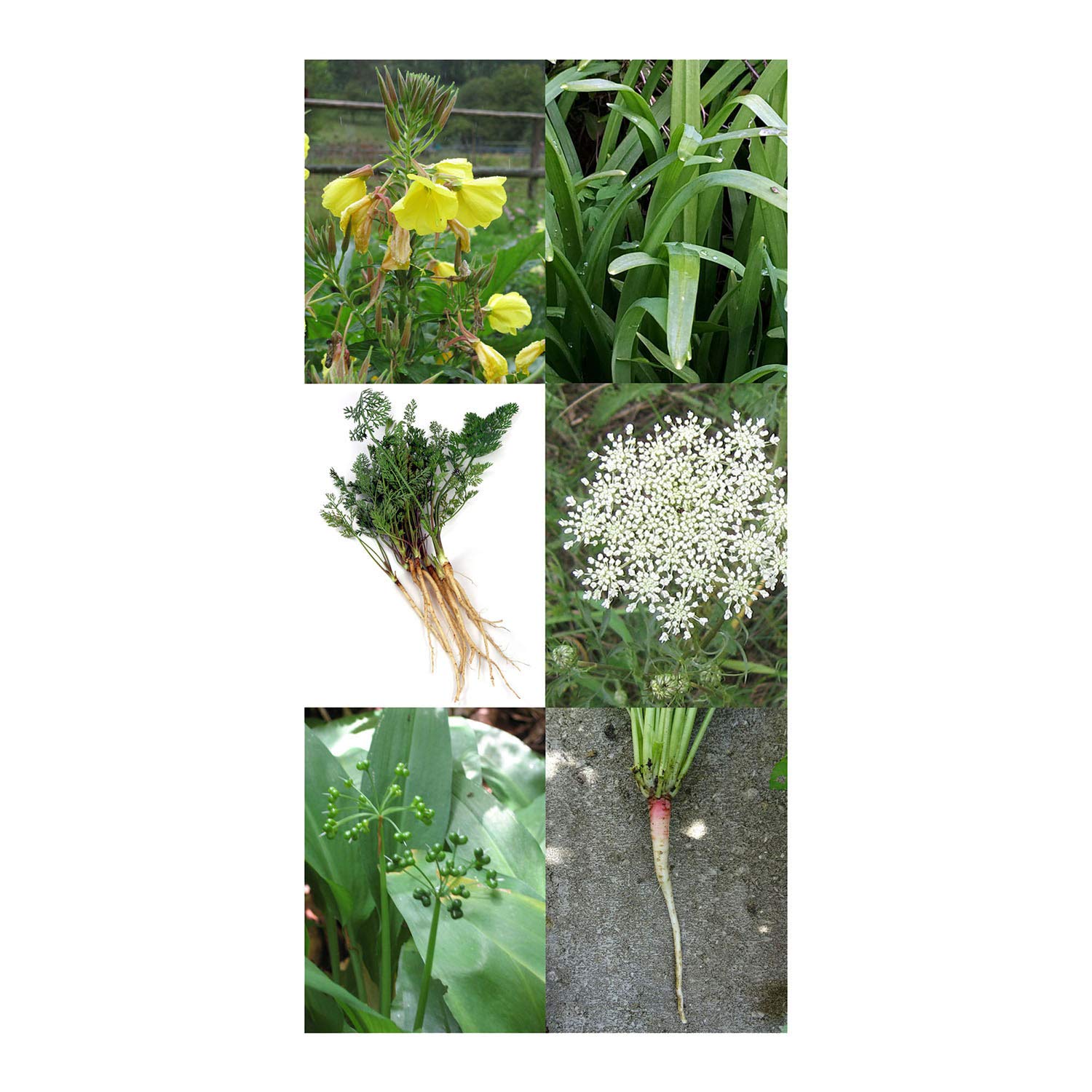 Magic Garden Seeds Kit de Semillas Regalo: Hortalizas Silvestres ...
