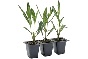 CITRONELLAKING 3 Nerium Red Oleander Shrubs | Live Plants in 2.5-inch Nursery Cubes | Jannoch Variety | Deer-Resistant Evergreen Perennial | Stunning Red Blooms for Outdoor Hedges & Garden Landscaping