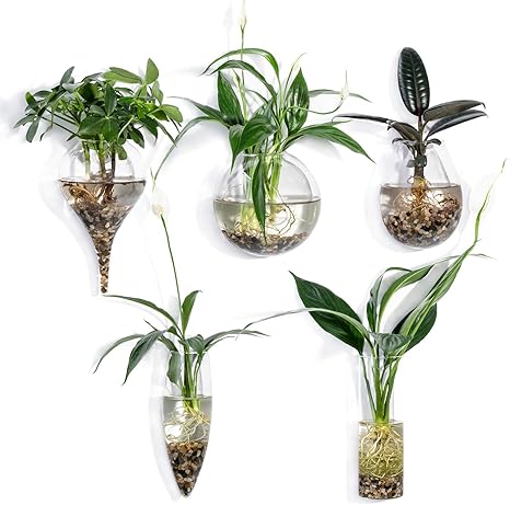 Knikglass Wand Pflanzgefasse Hangen Pflanzgefasse Luftpflanzenterrarien Hangen Glas Luftpflanze Container Pflanzentopfe Wasser Pflanze Blumentopf Wand Hangende 5 Stuck Fur Zuhause Buro Garten 2 Amazon De Kuche Haushalt