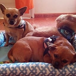 Pecute Alfombra para Mascota,Cama para Mascota,Desmontable y ...