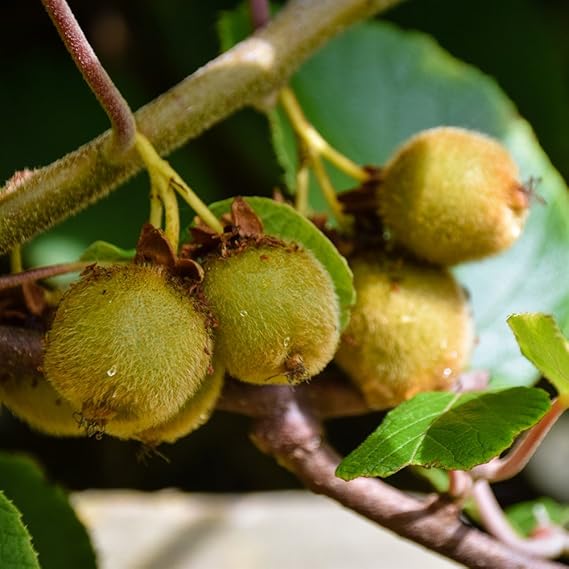 SelfFertile Kiwi ‘Jenny’ Fruit Tree Plant Hardy Fruiting Plant Suitable for UK Gardens Twining
