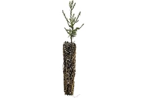 Giant Sequoia | Small Tree Seedling | The Jonsteen Company