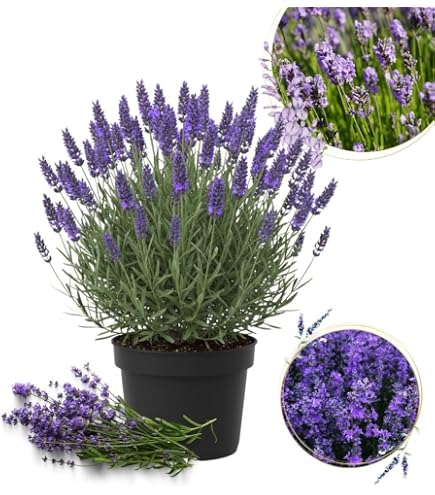Amazon.com : 4 Phenomenal Lavender Plants in 4 Inch Pots : Patio, Lawn &  Garden