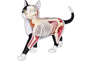 NUHGFTYBF 4D Vision Cat Anatomy Model, 28 Parts for Animal Teaching Demonstration Cat Model Anatomy Tool Animal Veterinary Training for Animal Teaching Demonstration