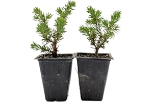 CITRONELLAKING 2 Blue Pacific Juniper in 3.5” Nursery Cubes (Juniperus conferta ‘Blue Pacific’) | Low-Growing Evergreen Groundcover for Slopes, Borders & Rock Gardens | Ready-to-Plant Live Starter Plants