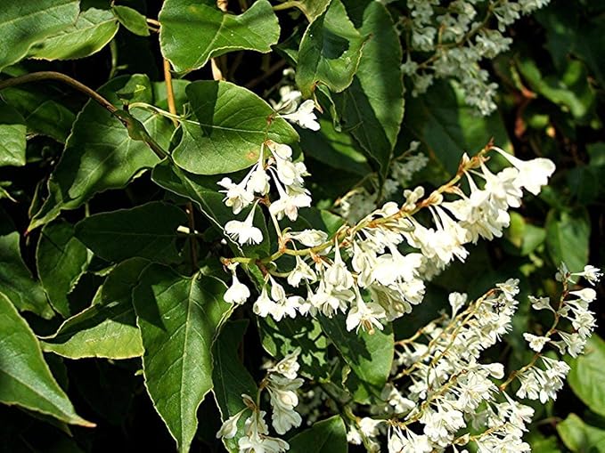 Fallopia (Polygonum) baldschuanica Russian Vine, Mile a Minute Vine