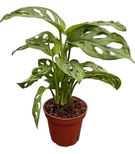 philodendron fatboy Philodendron Martianum Fat Boy (S) main image 1