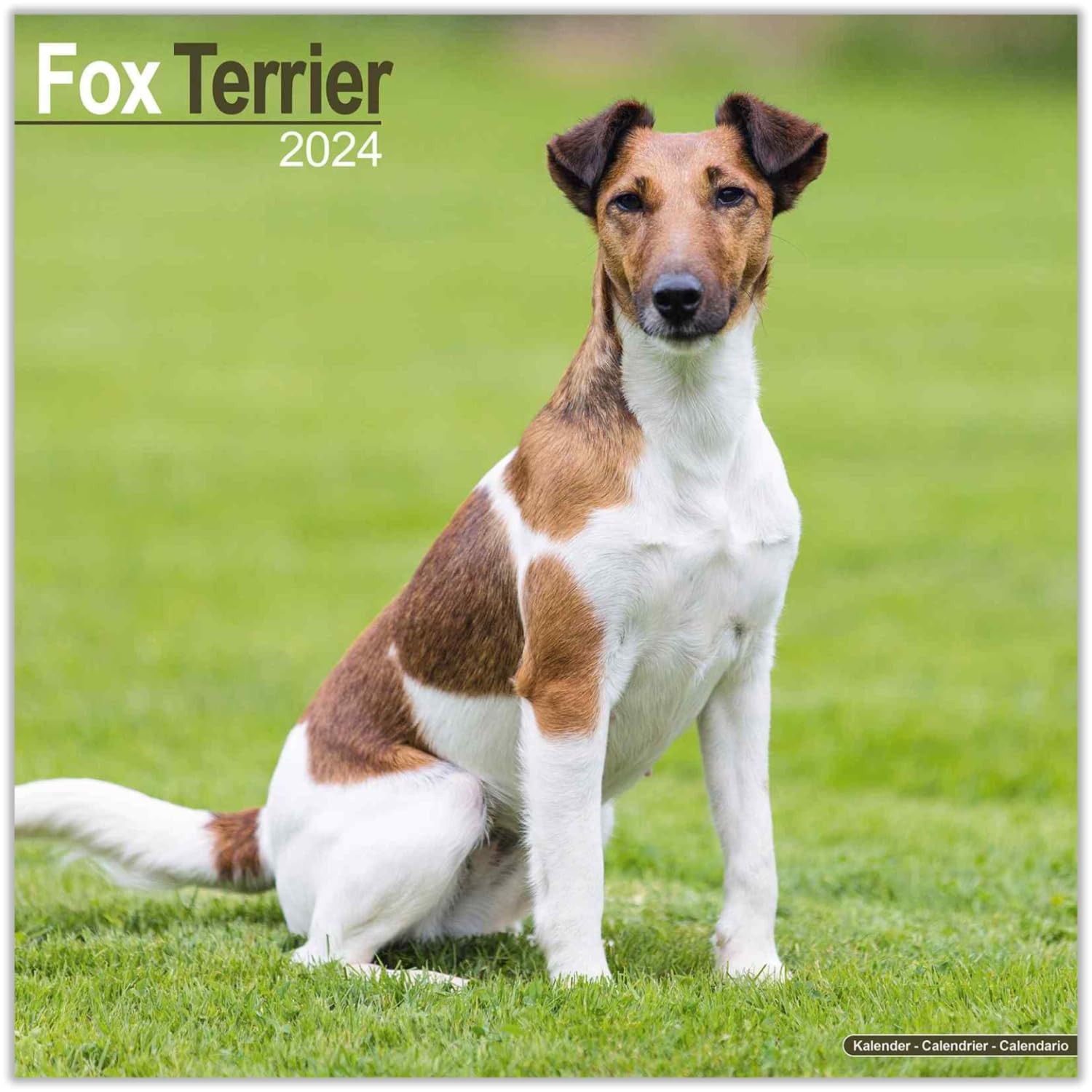 Fox Terrier Calendar 2024 | Square Dog Breed Wall Calendar - 16 Month