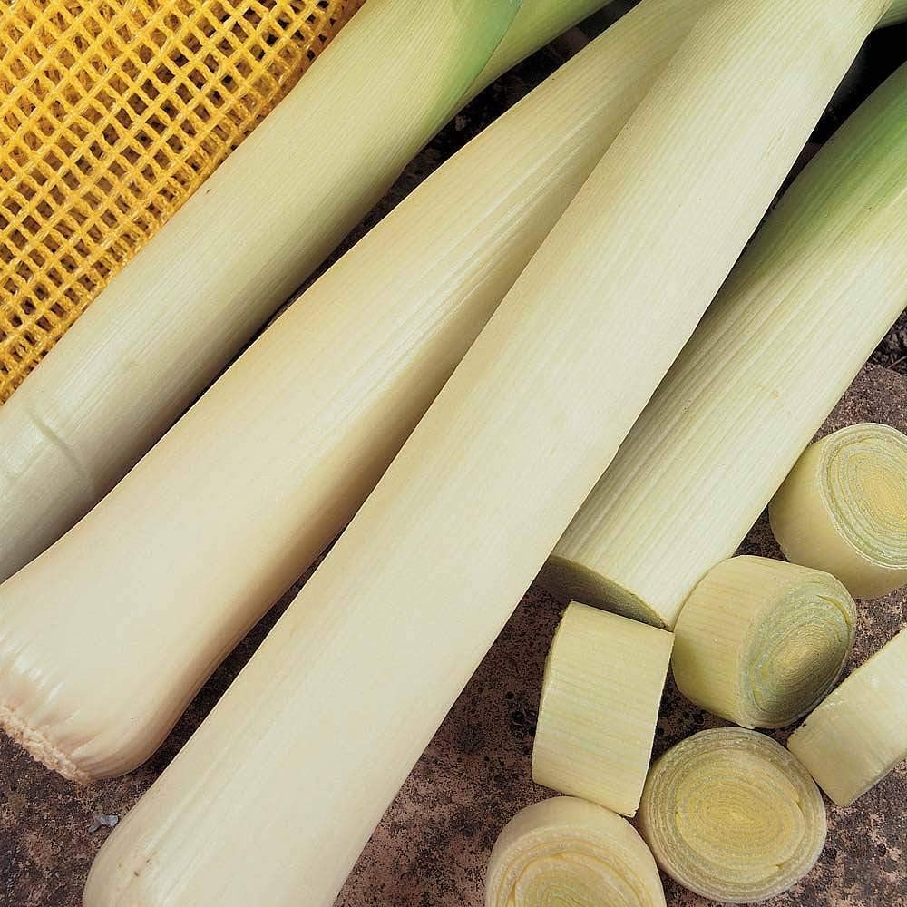 Leek 'Autumn Giant 2
