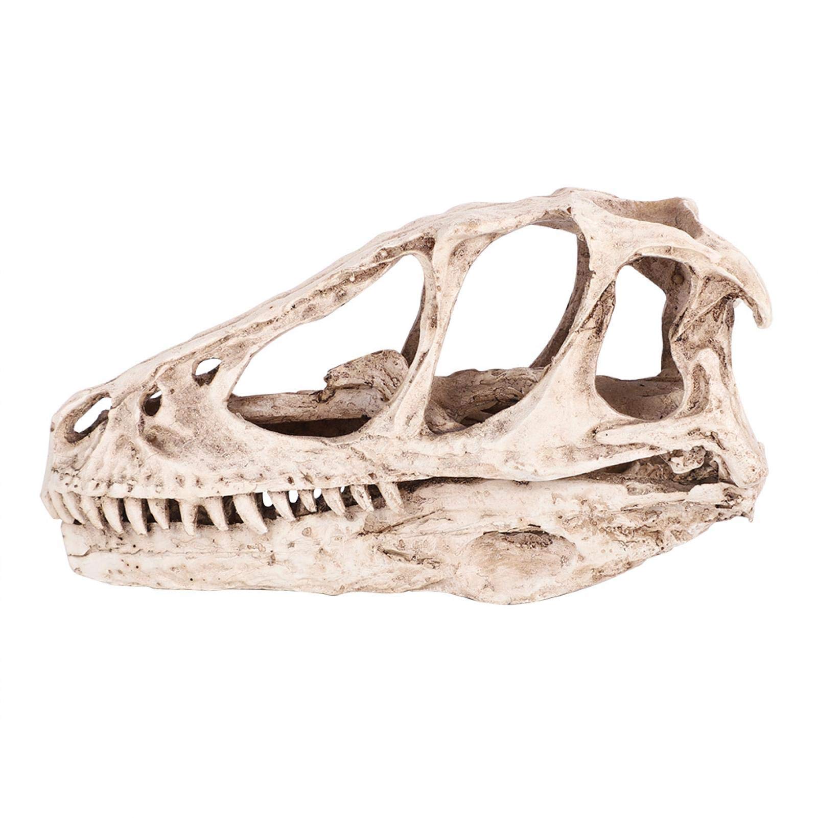Desktop Decor - Resin Dinosaur Skull, Animal Skull Model 4.92 * 1.57 * 2.56in Simulated Animal Skeleton for Office, Student, Classroom, Home