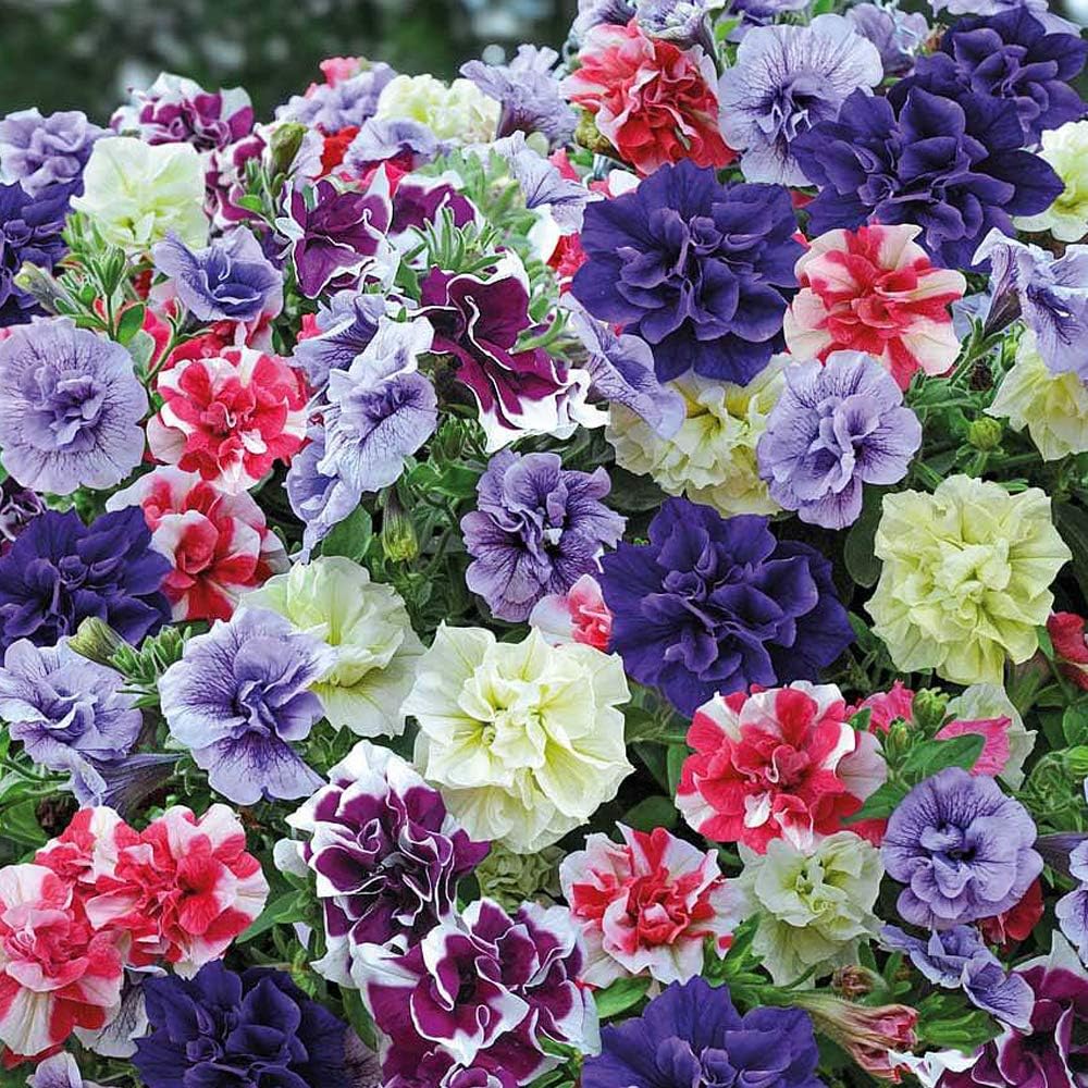 Petunia Plug Plants, Trailing Summer Flowering Bedding Plants, Double
