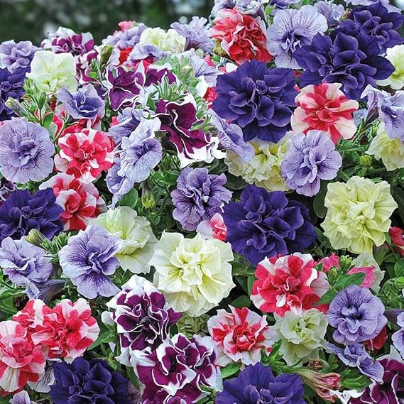 Petunia Plug Plants, Trailing Summer Flowering Bedding Plants, Double