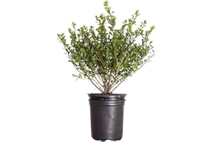 PLANTS BY MAIL Compacta Japanese Holly Ilex (2.5 Quart) - Full Sun, Live Evergreen Landscaping Shrub
