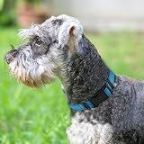 Joytale Reflective Dog Collar Neoprene Padded Nylon Small Skyblue S view 2