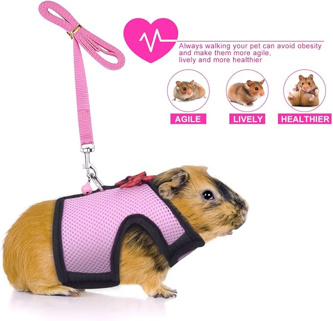 guinea pig collar and leash