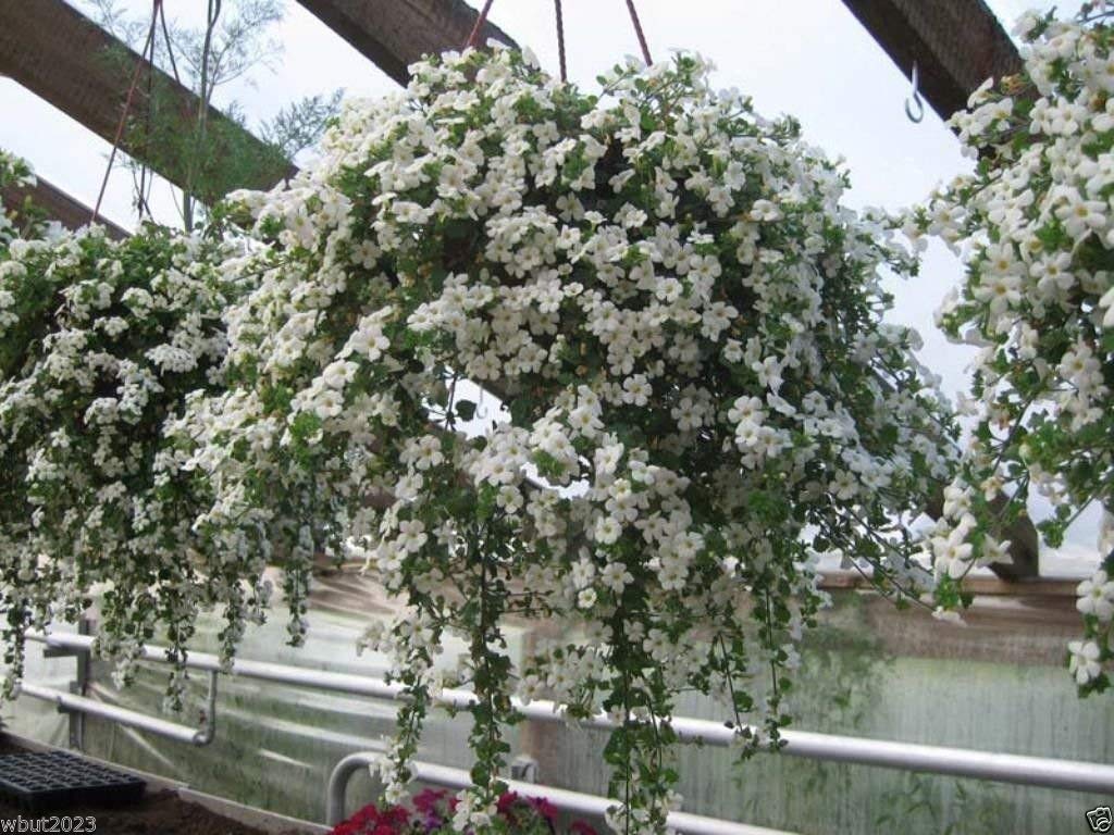 Petsdelite ® 40 White Bacopa Seeds - Perfect Flowers for Hanging Baskets and Windowboxes