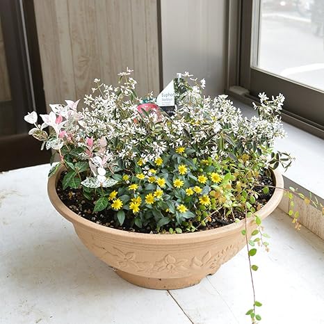 Amazon 相武ガーデン 店長おまかせ夏の寄せ植え プラ鉢 観葉植物 オンライン通販