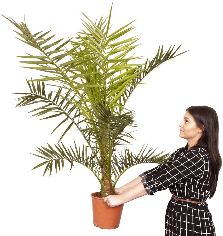 Hardy Phoenix Palm Tree, Green, Single Tall - Image 5