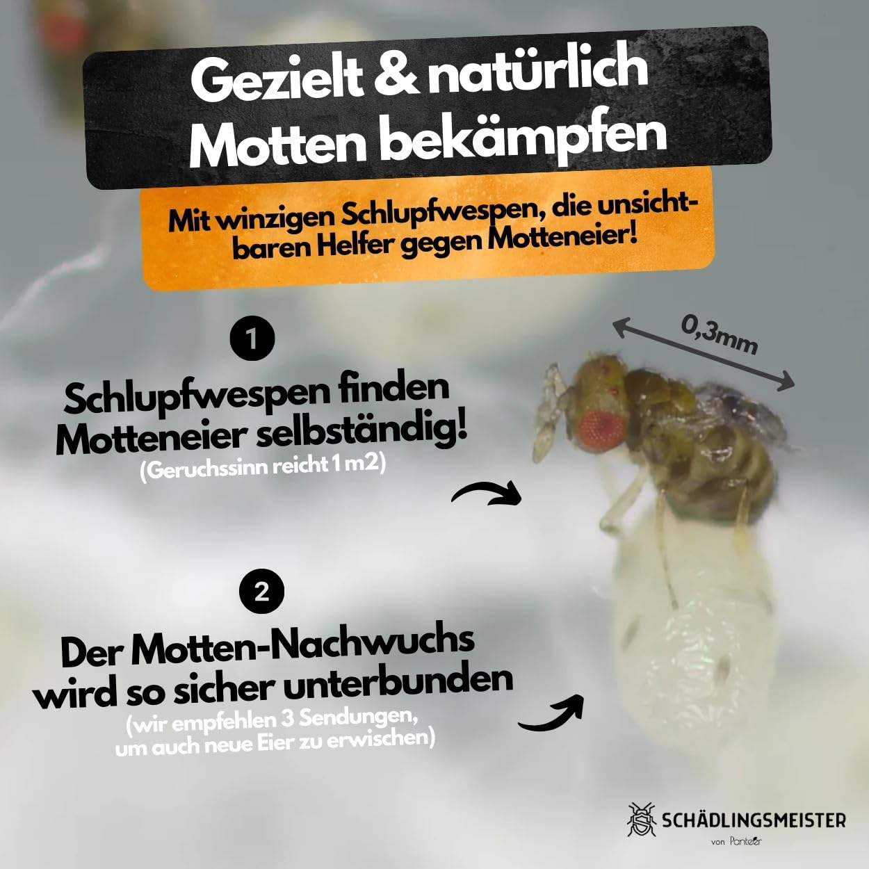Panteer® Schlupfwespen gegen Lebensmittelmotten + GRATIS Mottenfalle - 9 Karten (3 Karten à 3 Lieferungen) - Schlupfwespen - Lebensmittelmotten Falle - Schlupfwespen gegen Motten - Made in Germany 2