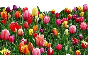 DAYLILY NURSERY 20 Landscape Mixture Tulip Bulbs - Tulipa Triumph