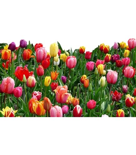 thumbnail interactive-video image 1 of Mix Tulip Bulbs-8 Bulbs-Colorful Tulip Bulbs Elegant Perennial Flowers Home Garden Yard Decor Balcony Potted Planting 1 of 9