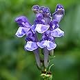 CHUXAY GARDEN Baikal Skullcap Seed 25 Seeds Scutellaria Baicalensis Perennial Herb Plant Bright Blue Flowers Bloom Spring Summer Native Wildflower Extremely Decorative