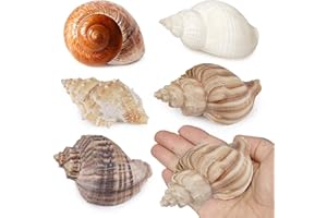 Fectzuea 5Pcs Hermit Crab Shells Natural Sea Conch Size: 2"-3" Turbo Seashells for Hermit Crab Supplies Hermit Crab House for Décor No Paint or Dye (Opening Sizes: 1.2-2 inches)