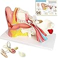Evotech Human Ear Model Anatomy, 4 Parts 3X Enlarged Anatomical Model of Ear Display Outer, Middle, Inner Ear Model for Medic