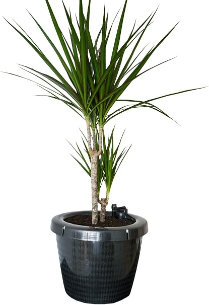 Maceta Intelligent – Hasta 3 meses sin de regar.: Amazon.es: Jardín