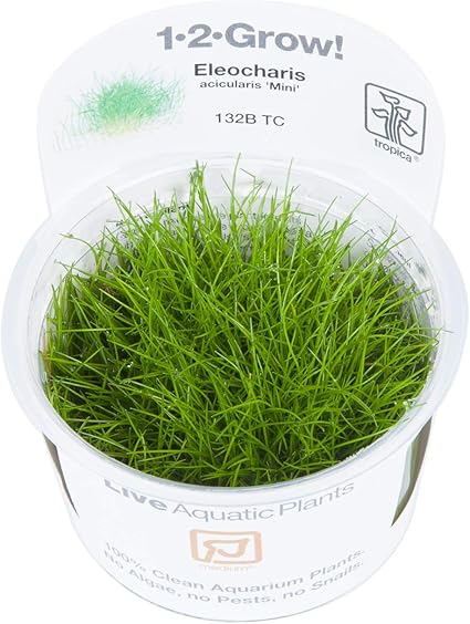 Tropica 1 2 Grow Eleocharis Sp Mini In Vitro Aquariumpflanze Amazon Fr Cuisine Maison