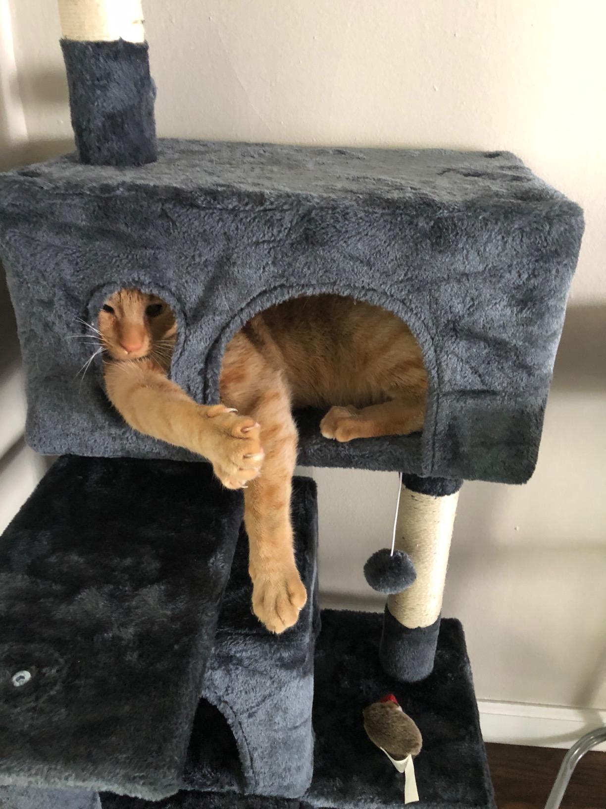 Coziwow MultiLevel Cat Tree Tower Kitten Condo House with Scratching