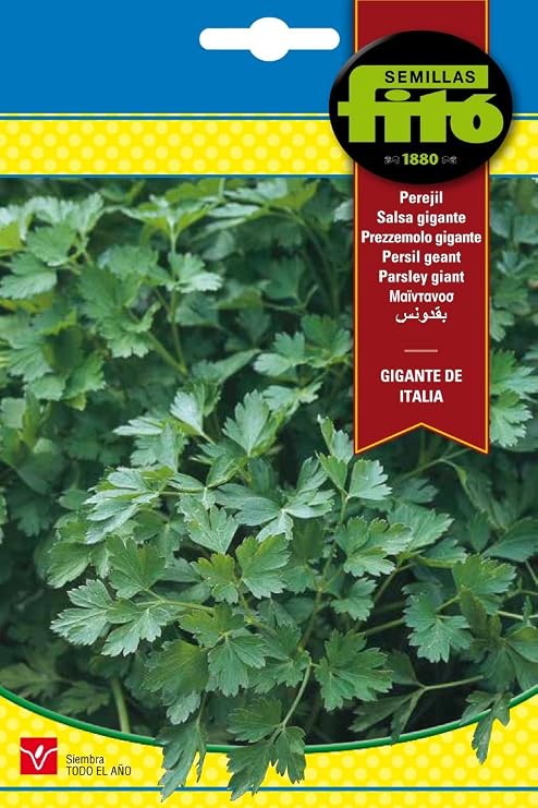Semillas Fitó 3777 - Perejil Gigante Italiano: Amazon.es: Jardín