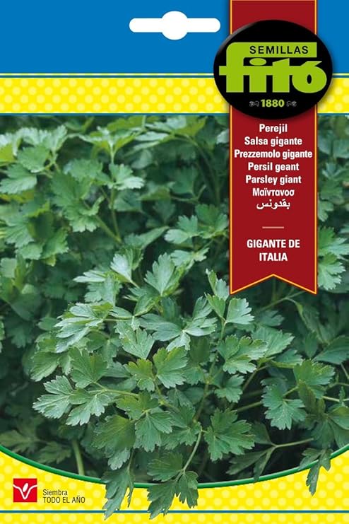 Semillas Fitó 3777 - Perejil Gigante Italiano: Amazon.es: Jardín