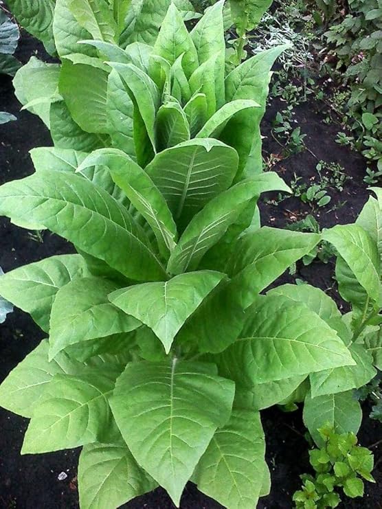 Tabak Samen Virginia Sorte - Die meisten aromatischen